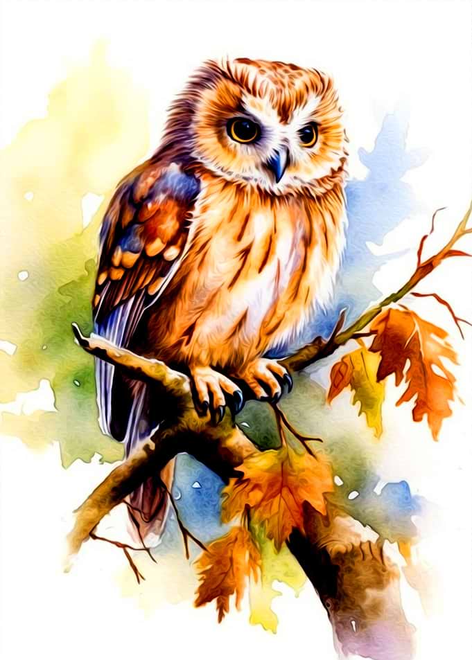 Owl