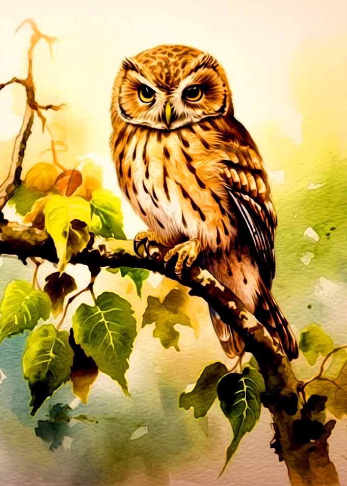 Owl