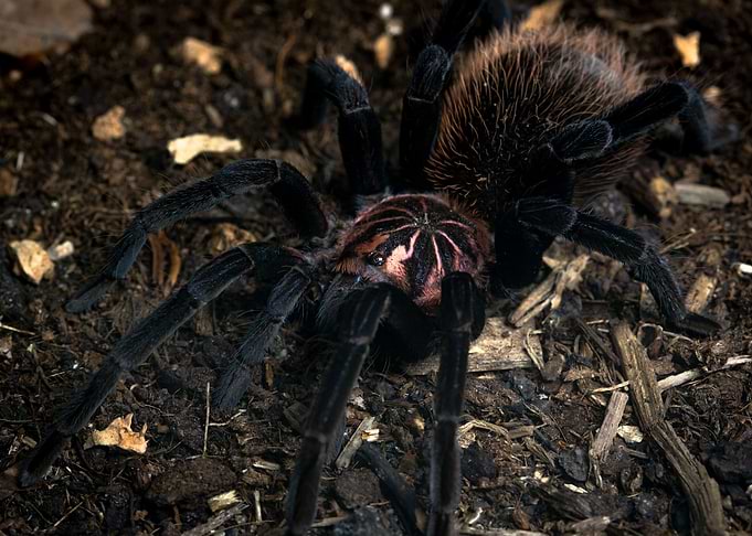 Xenesthis immanis