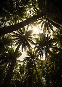 Under Palm Trees Tropical