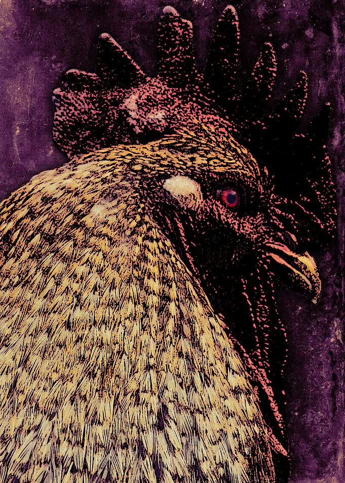 Head Rooster From The Side
