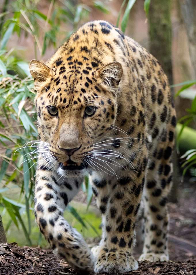 Amur Leopard