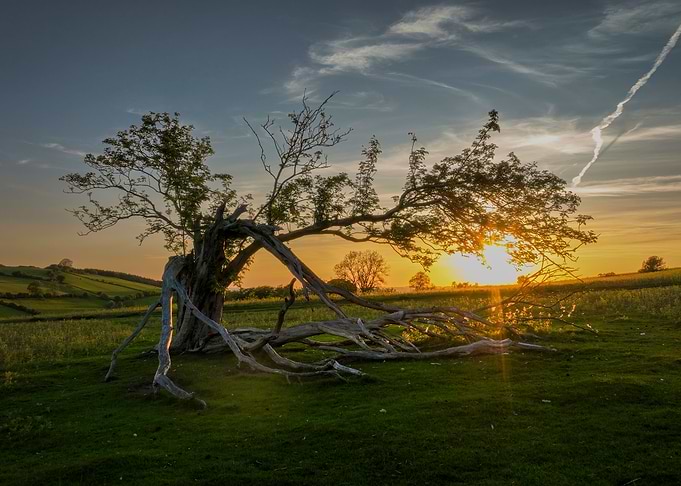 The broken tree
