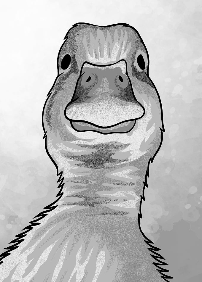 Duck Staring Meme