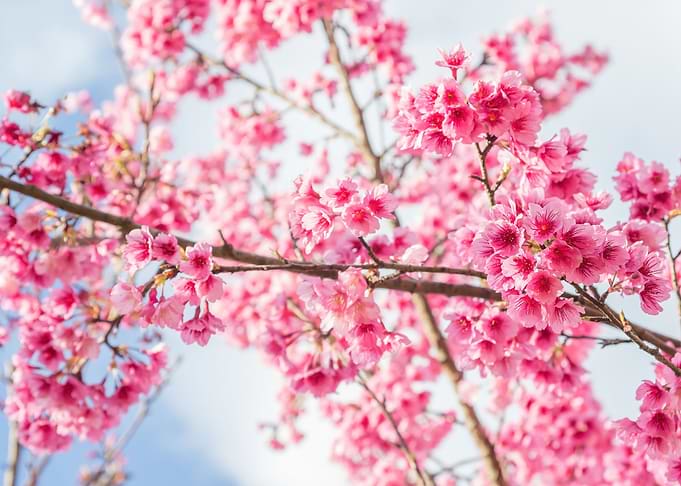 Pink Flower