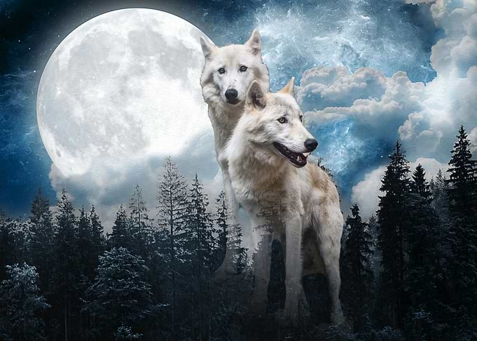 White Wolves and Moon