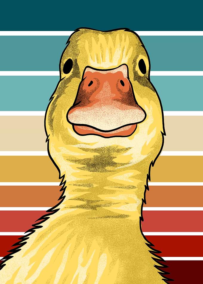 Funny Duck Meme