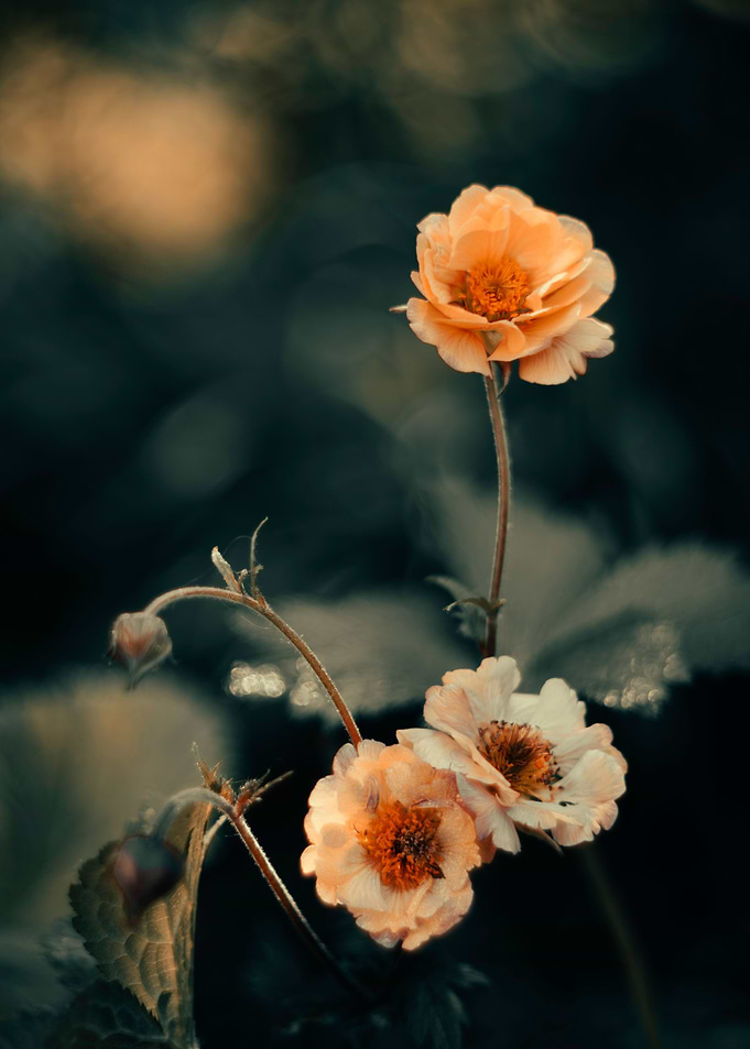 Spring orange flowers