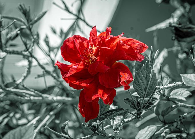 Mono Flower