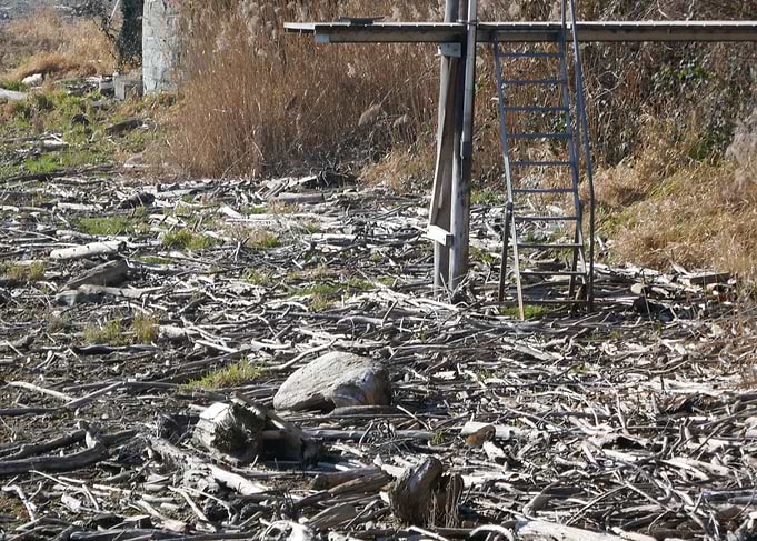 photo deadwood flotsam