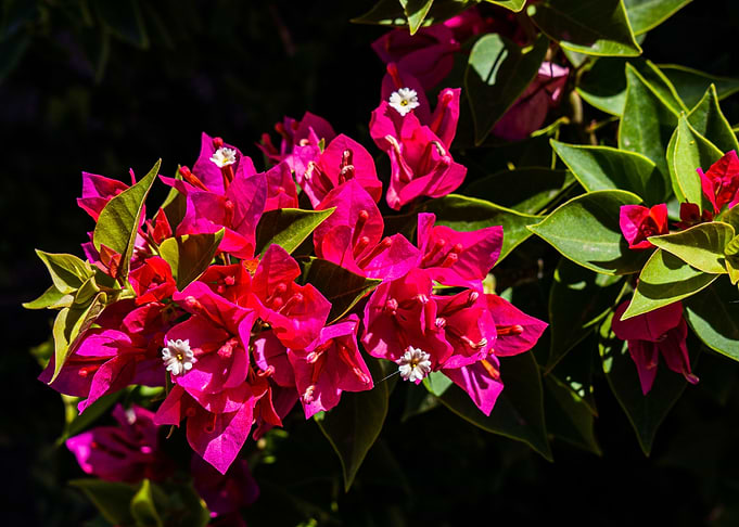 Pink Flowers