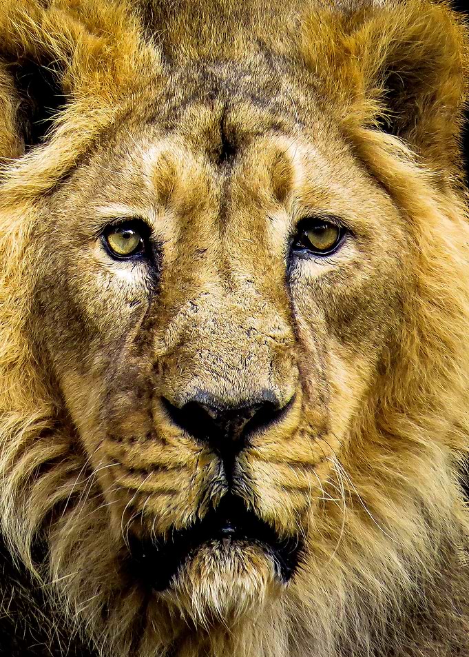 Face of Lion