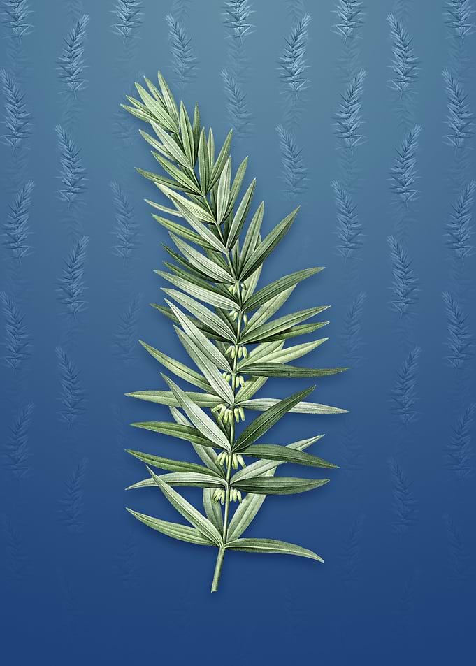 Whorled Solomons Seal