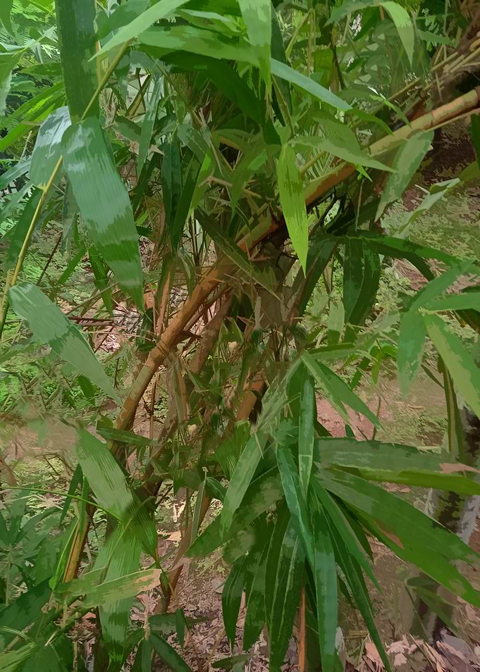 Bamboo Forest