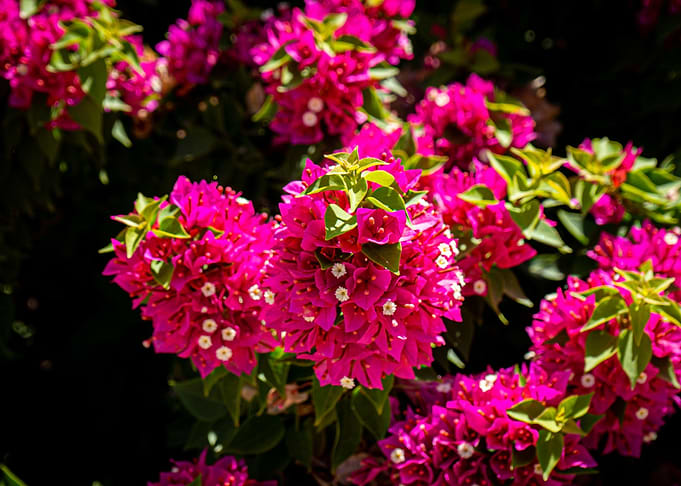Beautiful Flowers