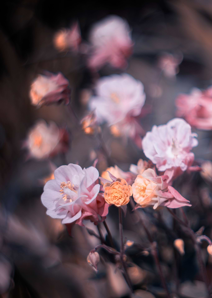 Pink spring flowers