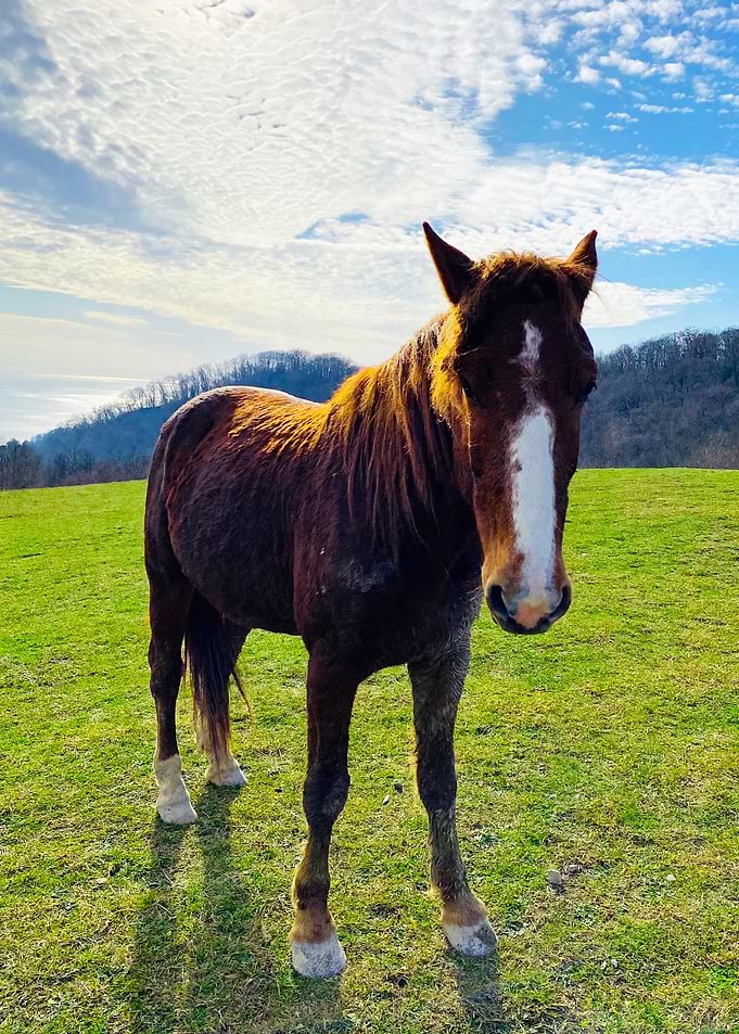 Horse
