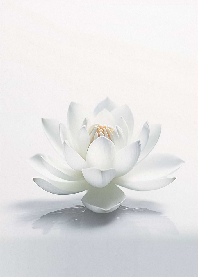 White Zen Calming Lotus