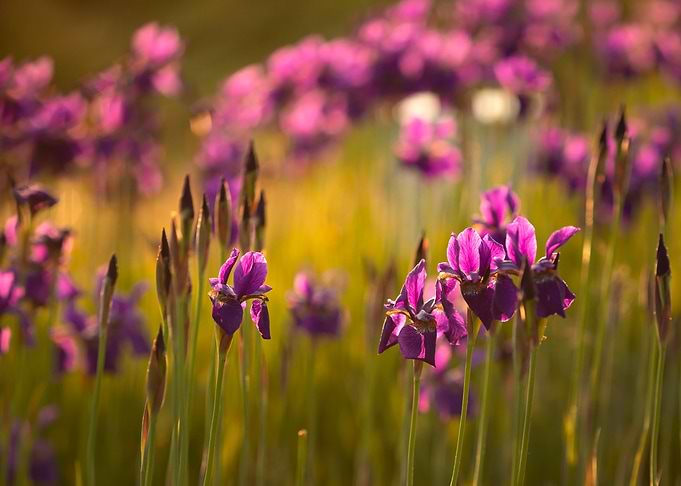 Purple flowers