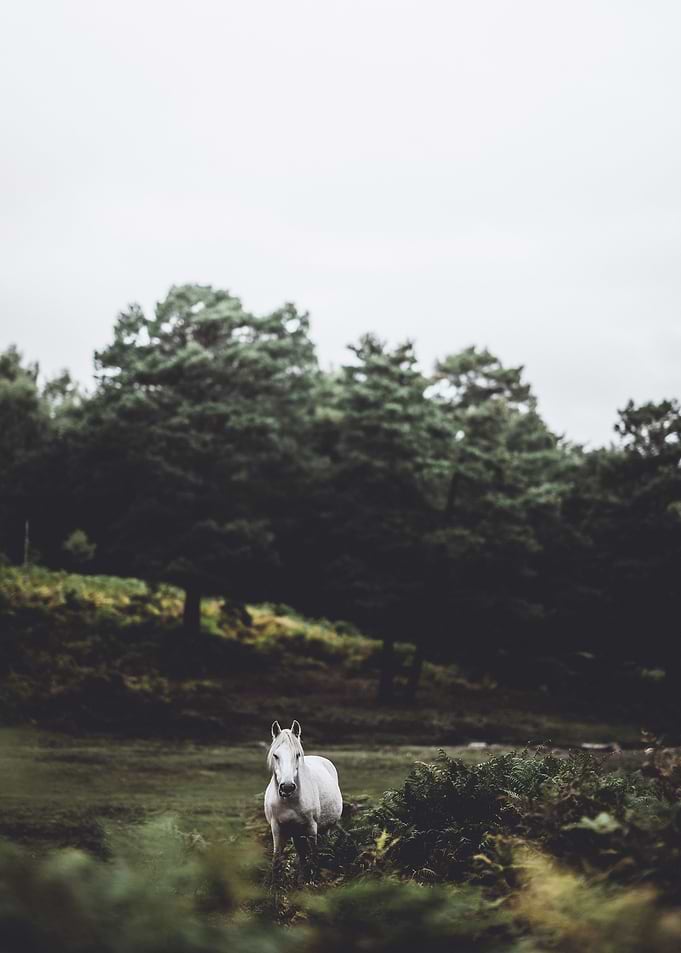 Horse