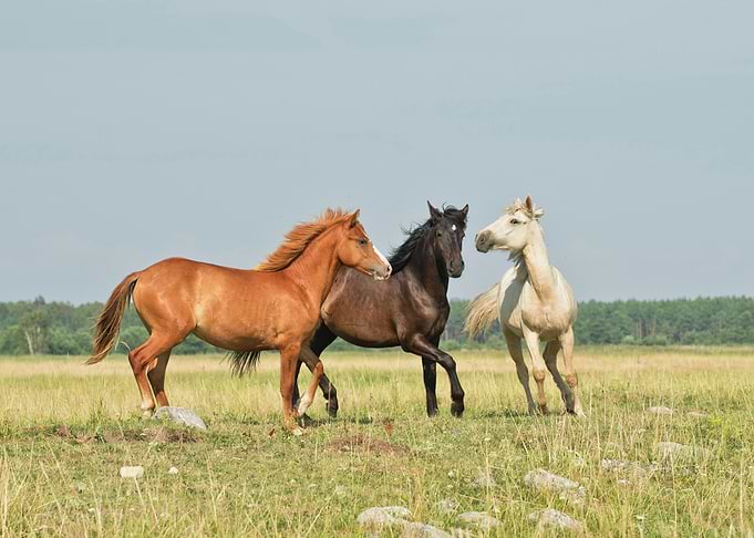 Horse
