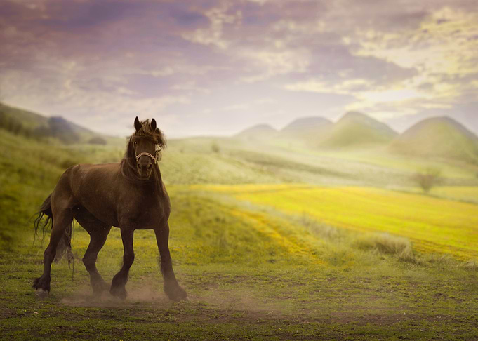 Horse