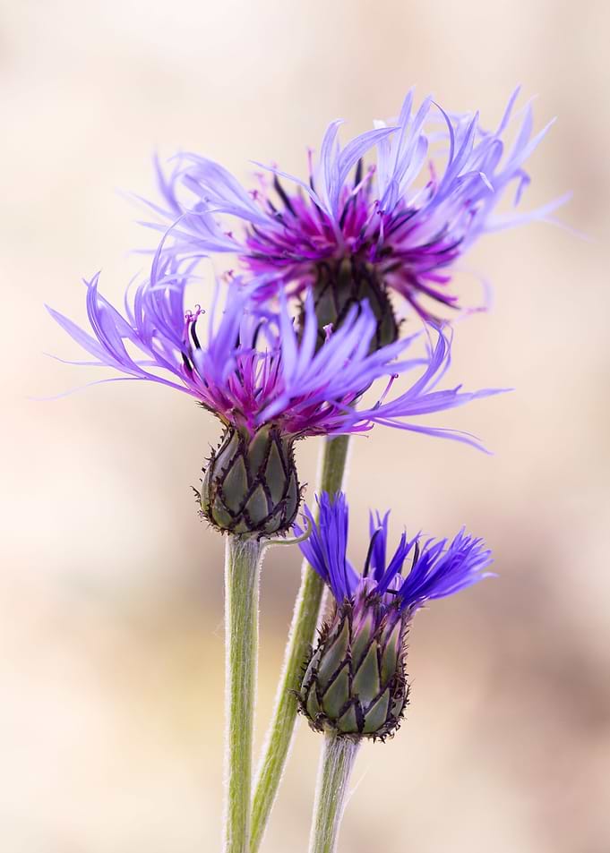Spring flowers
