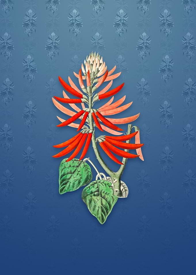 Naked Flowering Erythrina