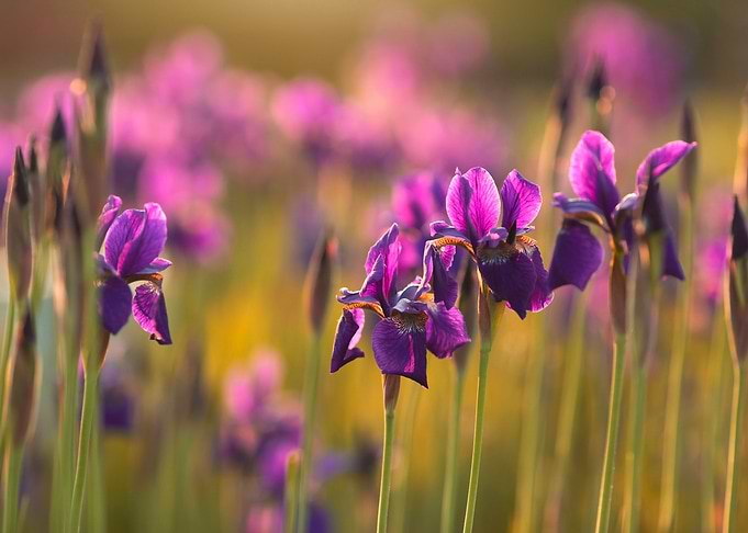 Purple flowers