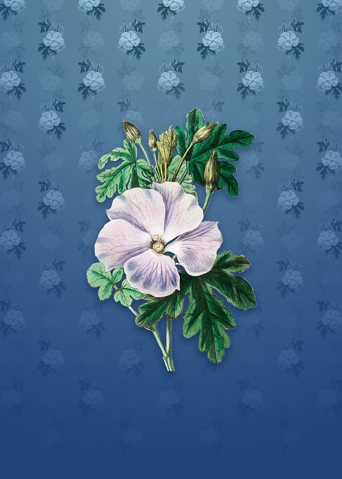 Wrays Hibiscus Flower