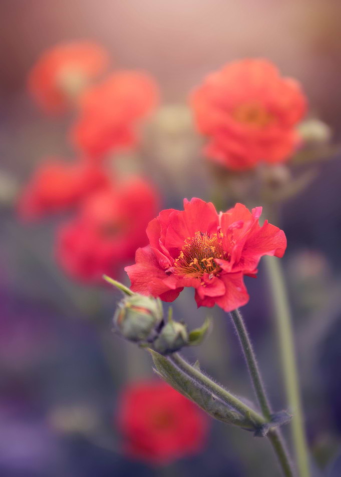 Blooming red flowers