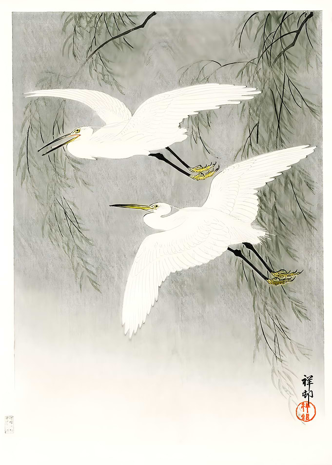 Little Egrets in flight