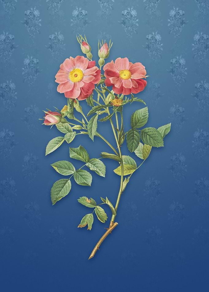 Vintage Sweetbriar Rose
