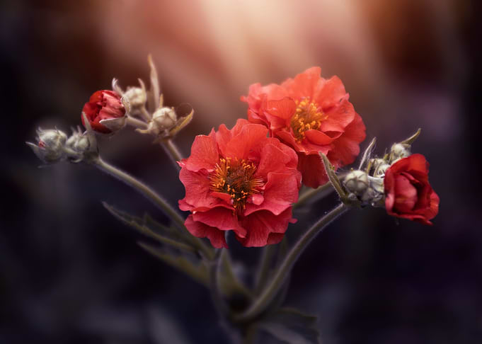 Blooming red flowers