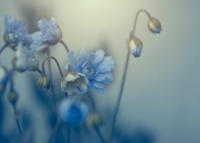 Blooming blue flowers