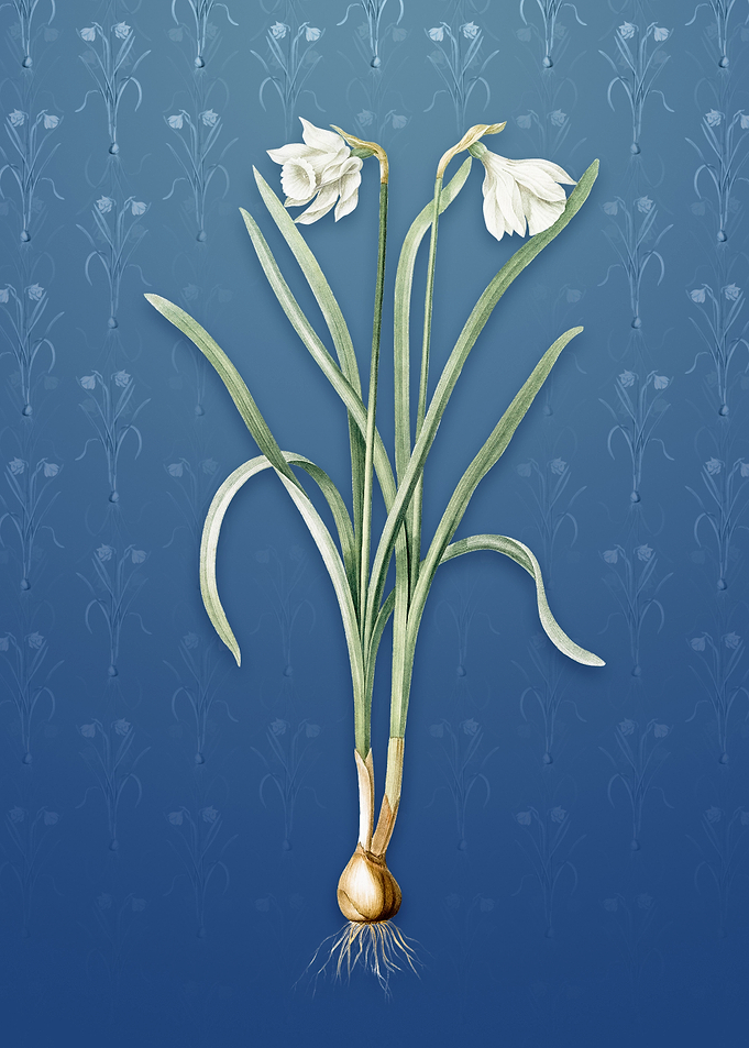 Narcissus Candidissimus
