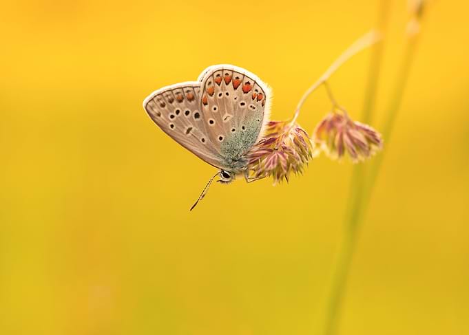 Spring butterfly