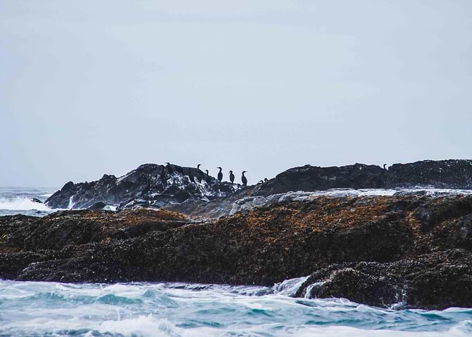 Coast Wildlife