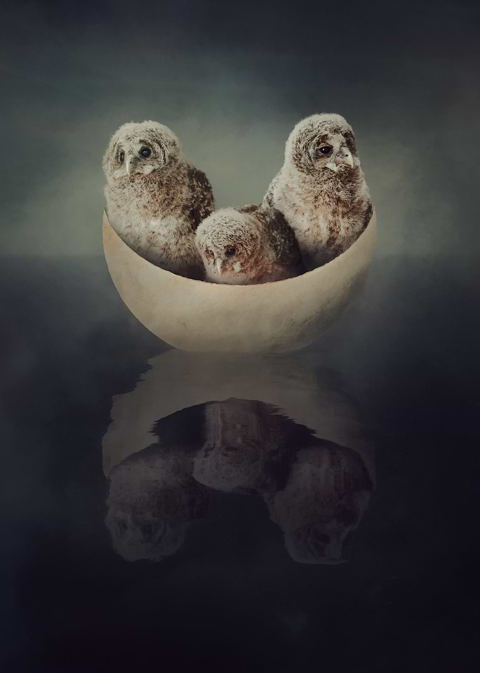 Children of the Moon