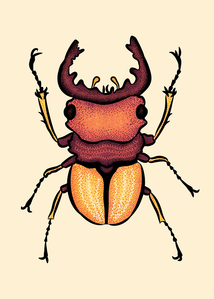 Stag Beetle Insect Art