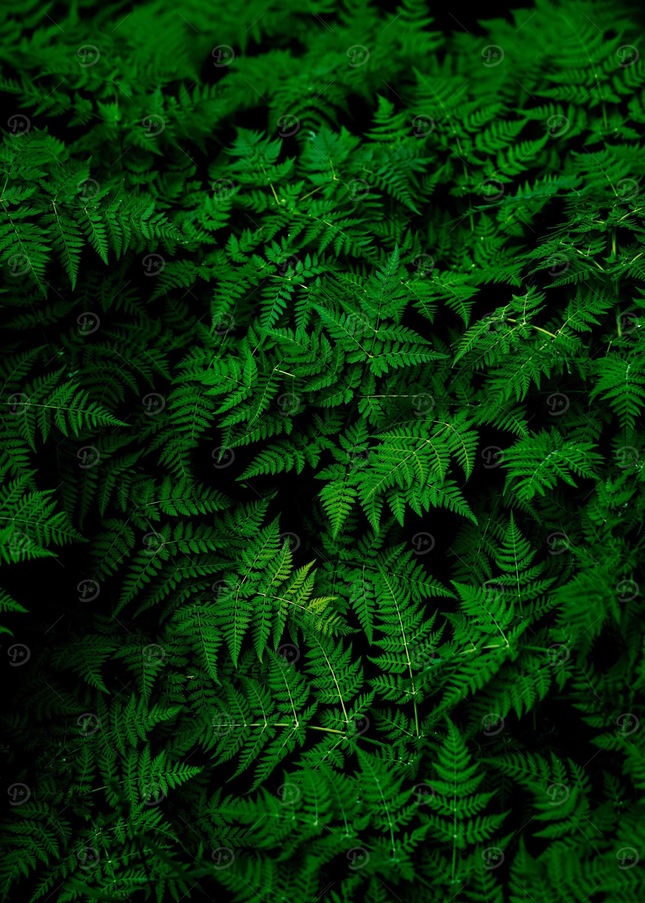 Portrait Green Plant