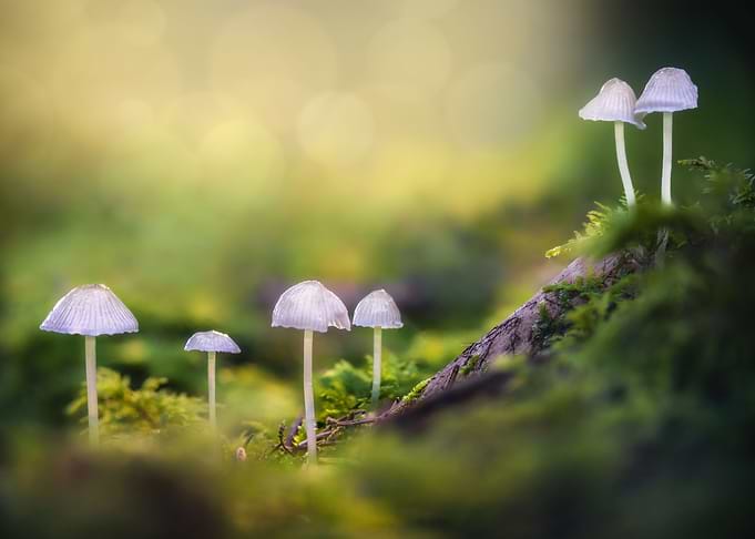Mushroom forest macro
