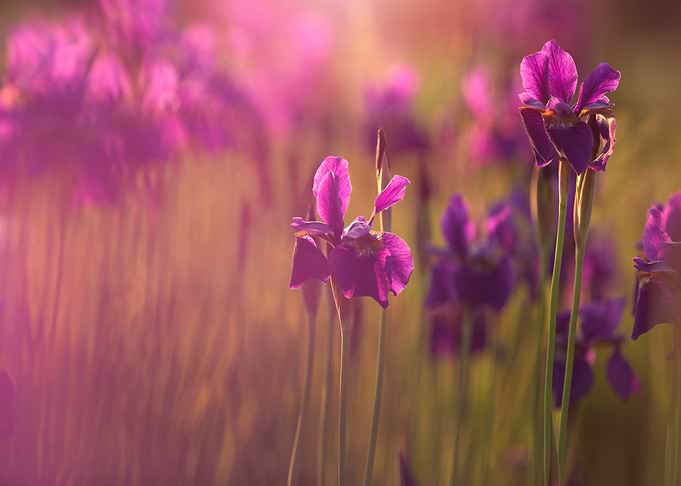 Purple Iris flowers