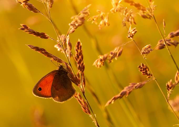 Spring butterfly