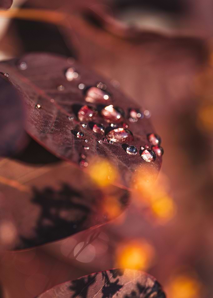 Water drops