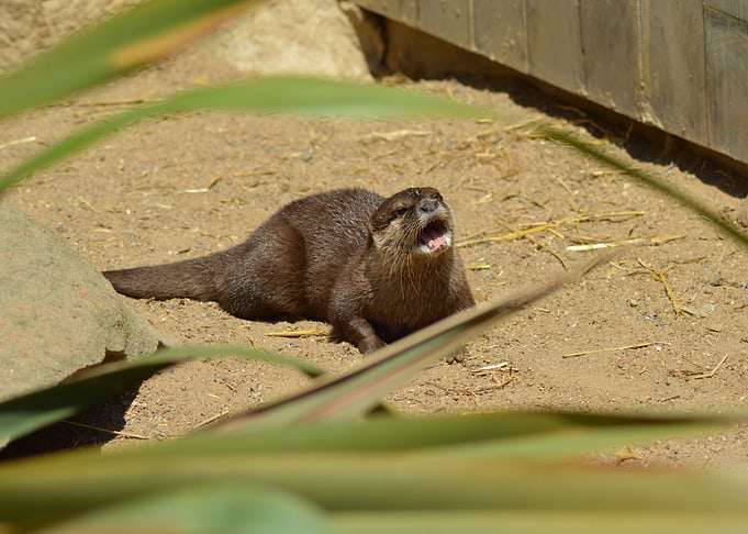 Asian otter