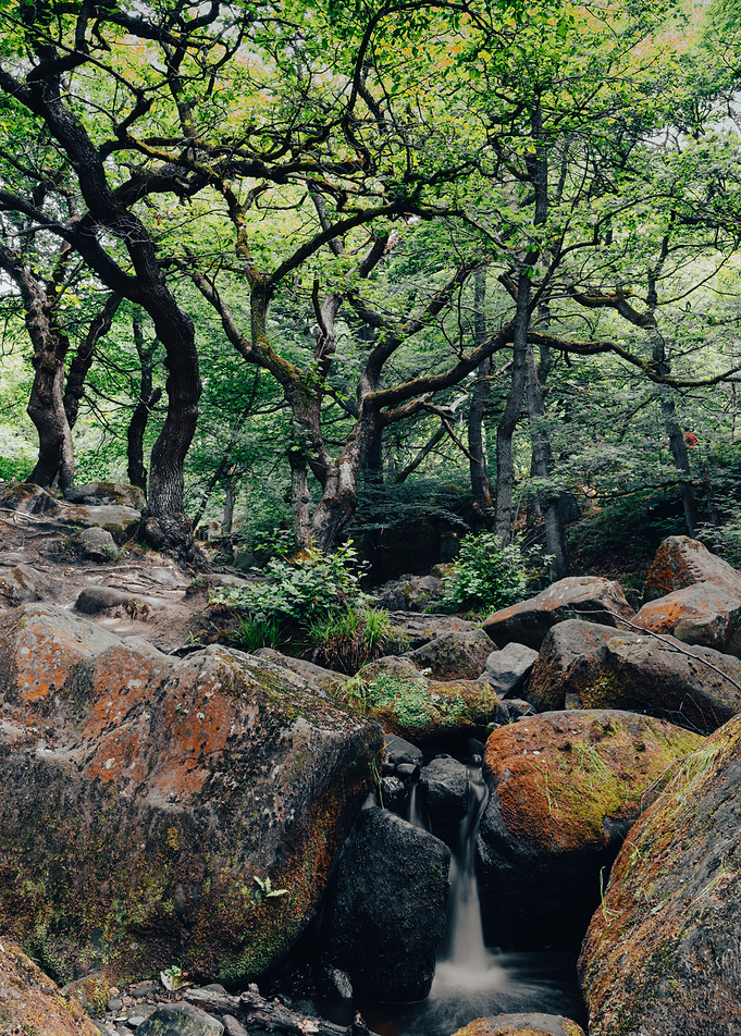 Quiet Forest River