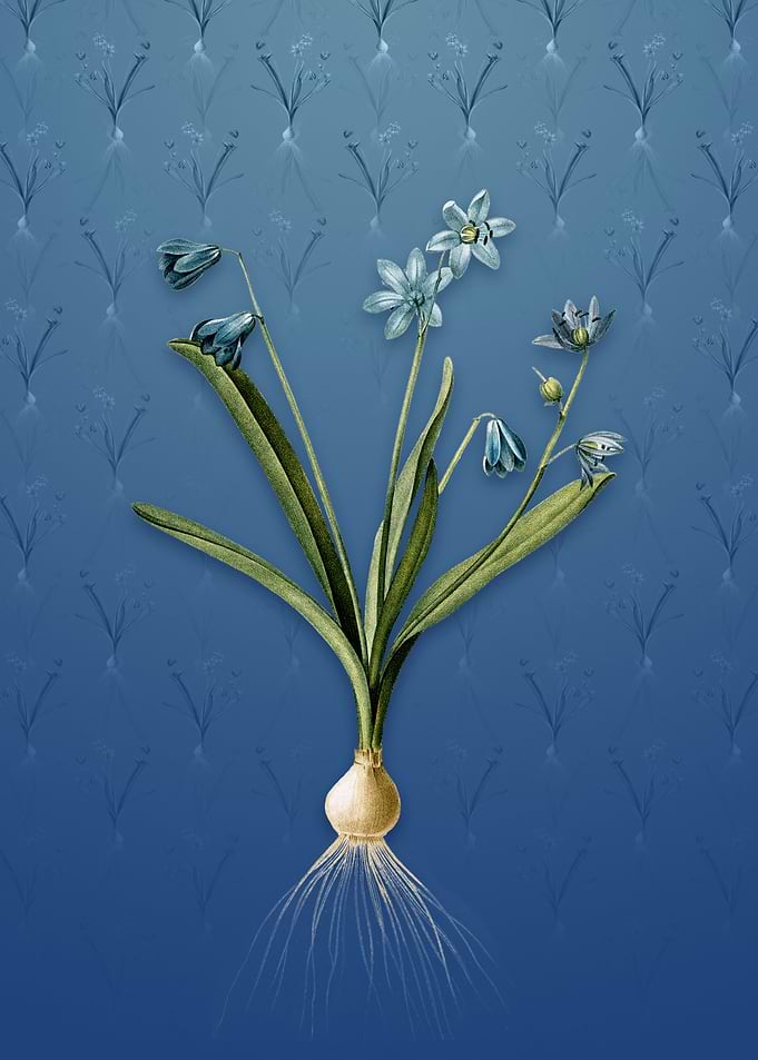 Vintage Scilla Amoena