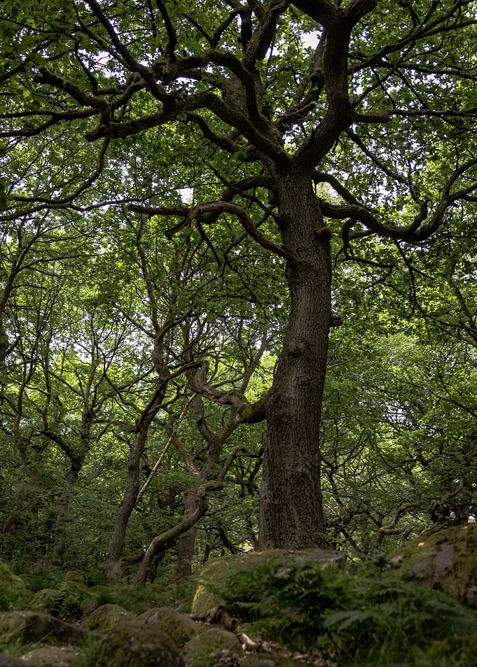 Twisting Forest Tree