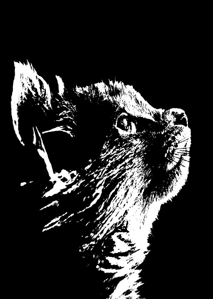 Black cat potrait